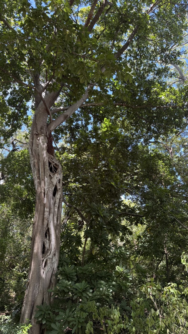 Vegetación y árboles alrededor de Llanos del Cortés en Bagaces
